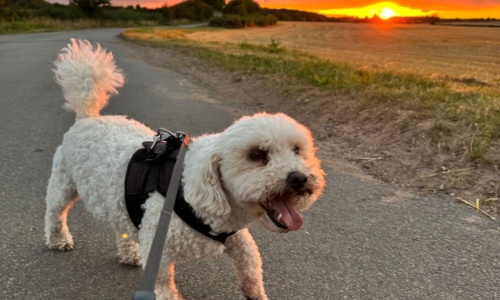 Mental Health in Construction